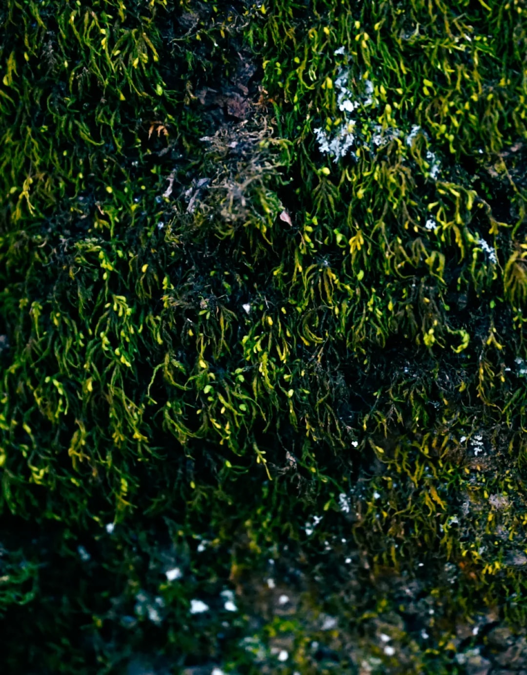 Photograph 16 by Kelly Jiang