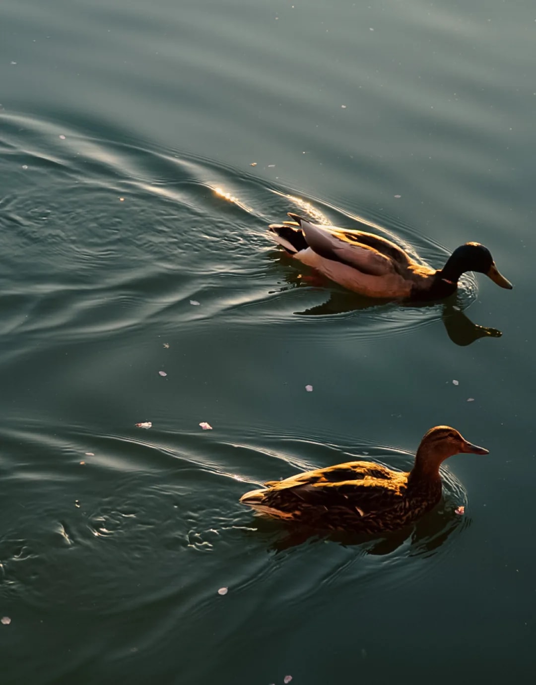 Photograph 61 by Kelly Jiang