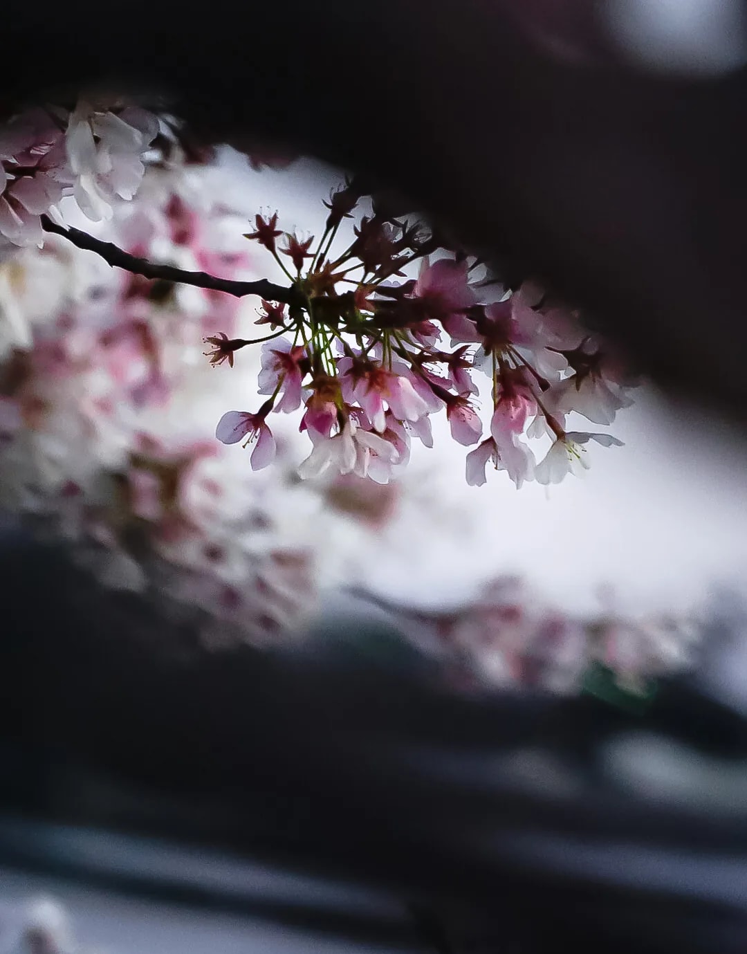 Photograph 64 by Kelly Jiang